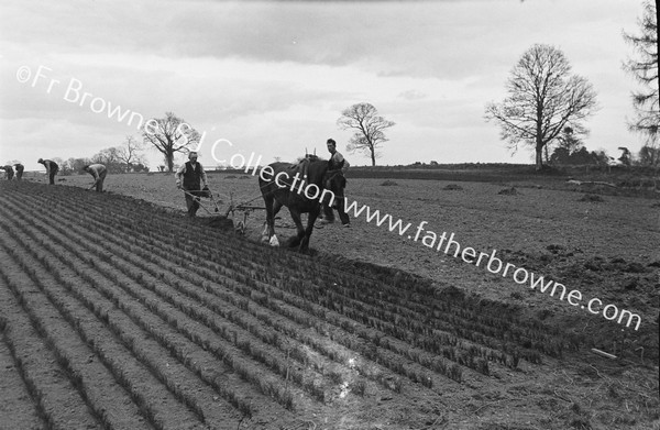 IN THE NURSERY PLOUGHING THE DRILL